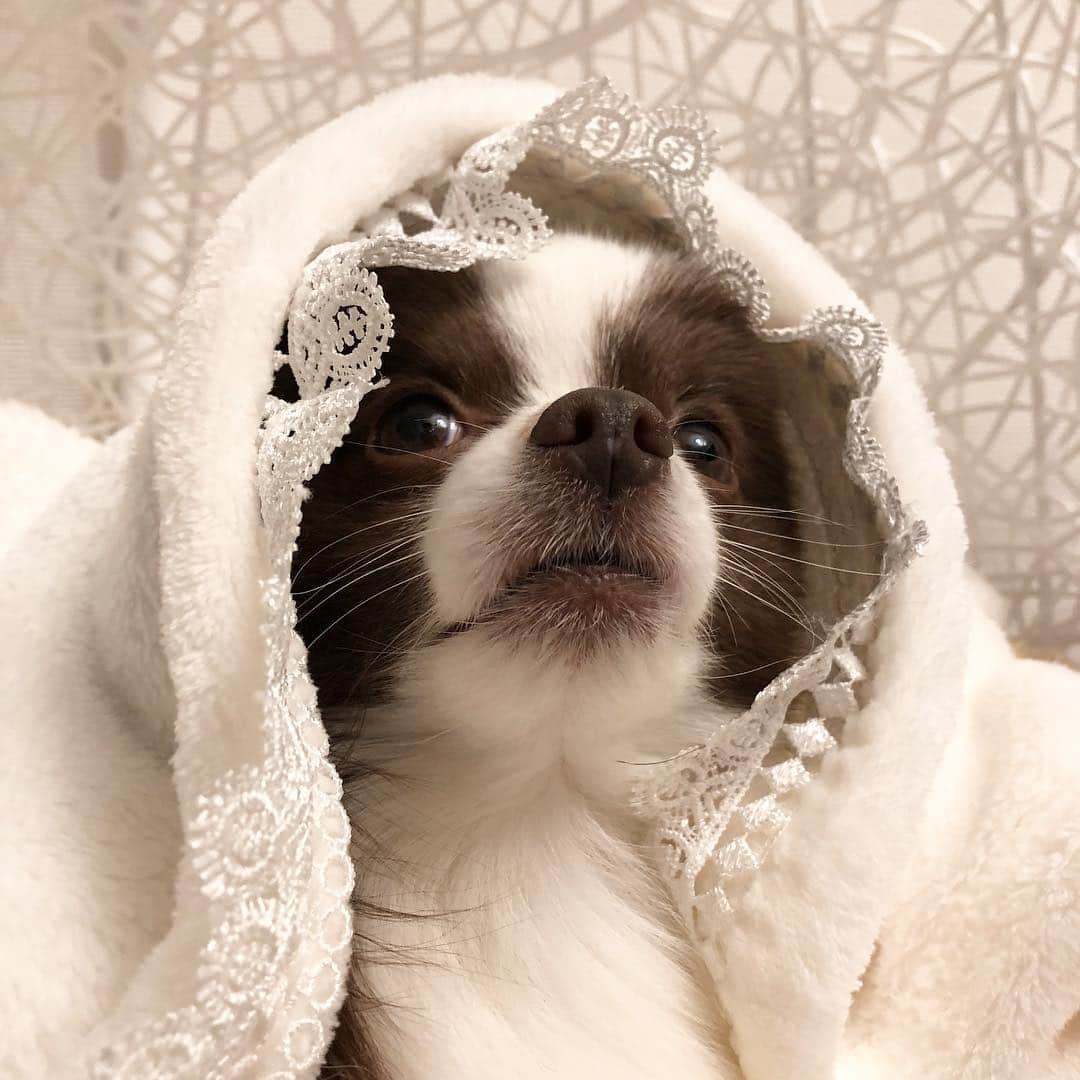 mycoのインスタグラム：「もぐるのが好き🐶  #pom #instadog #dog #ぽめらにあん」