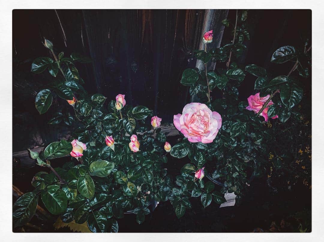 OLIVIAのインスタグラム：「Nighttime garden 💫🌕⭐️🌹🌿」