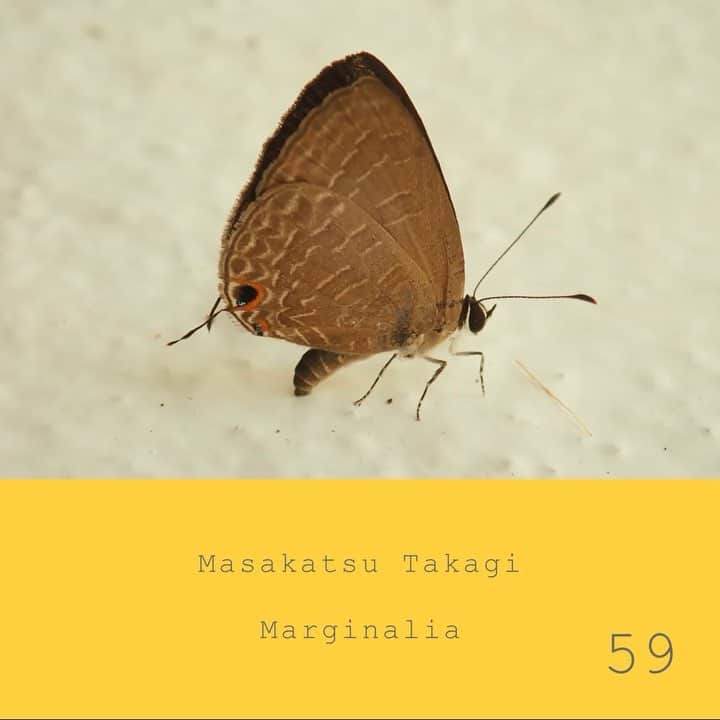 高木正勝のインスタグラム：「春になって鳥や虫たちが歌いに歌っているのですが、ようやくセッションできました。﻿ マージナリア #59 ﻿ Marginalia #59﻿ ﻿ Bandcampにて視聴・販売しています。﻿ ﻿ https://takagimasakatsu.bandcamp.com﻿」