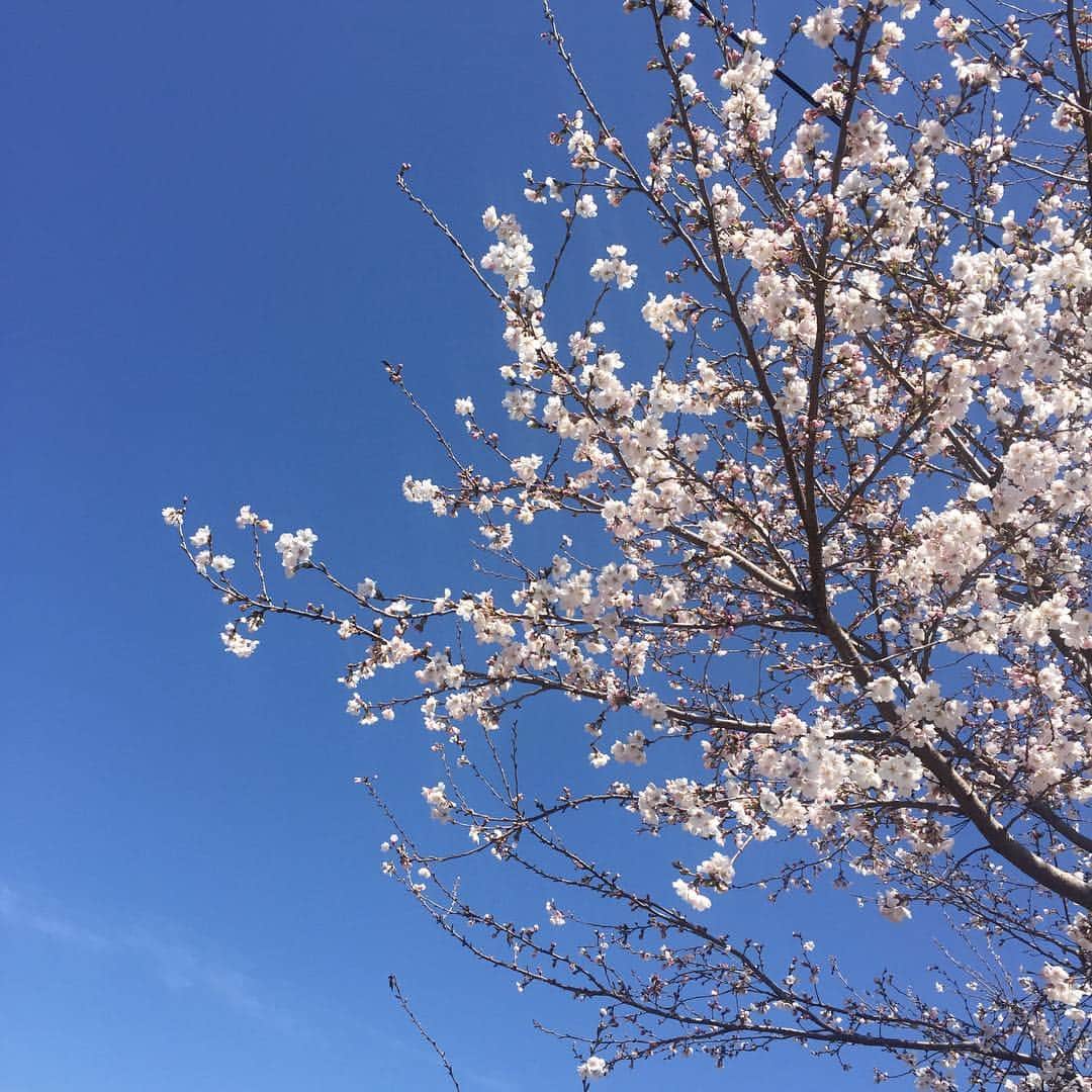 新山千春さんのインスタグラム写真 - (新山千春Instagram)「今日も雲一つない晴天🔆🔅の長野でロケ！！(*´╰╯`๓)♬ . 来年まで見納めと思ってた 🌸桜に予期せぬ再会💖！！ 青にピンク🌸🌸の コントラストが美しいなぁ😍💜💖🌈 .  こちら満開です🌸 _____________________________________________________🌴#LA 好き❤ #art 🎨好き#🌸 #Japaneseactress #casualcoordinate #denimcoordinate #makeup #model  #mama#mamastyle #Instagood #streetwear #mamacoordinate #hairarrange #streetfashion  #outfit #casualstyle  #outfitstyle #촬영 #粉我 #나를따르라  #fashionistas #dailylook #coodinate #いいね 💘#フォロー ありがとうございます🌹#新山千春  _____________________________________________🌴🌵🌴🌵」4月20日 15時02分 - chiharuuu_0114