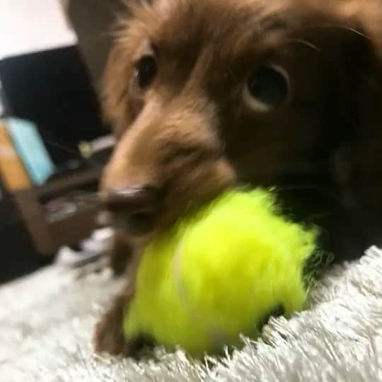 北見寛明のインスタグラム：「好物 #ボール #と #北見 #可愛い奴だ #犬 #仔犬 #ミニチュアダックス #dog #dogs #dogstagram #dogsofinstagram #dogs_of_instagram #dachshund #dachshundgram #dachshundsofinstagram」