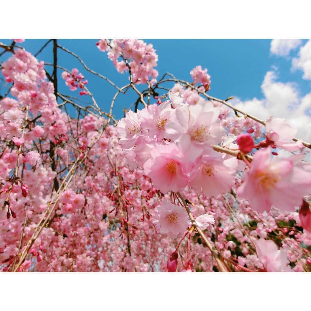 的場絢香さんのインスタグラム写真 - (的場絢香Instagram)「#20190412﻿ ﻿ 桜色コーデでお花見💕﻿ ﻿ 花より団子🌸🍡﻿ 三色団子といそべもち❤︎﻿ ﻿ _____________________________ #お花見 #桜 #金沢 #にこいち」4月20日 15時19分 - ayaka_matoba