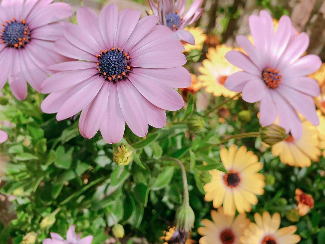 大原櫻子さんのインスタグラム写真 - (大原櫻子Instagram)「癒される  公園で見つけた🌼」4月20日 15時20分 - sakurako_ohara