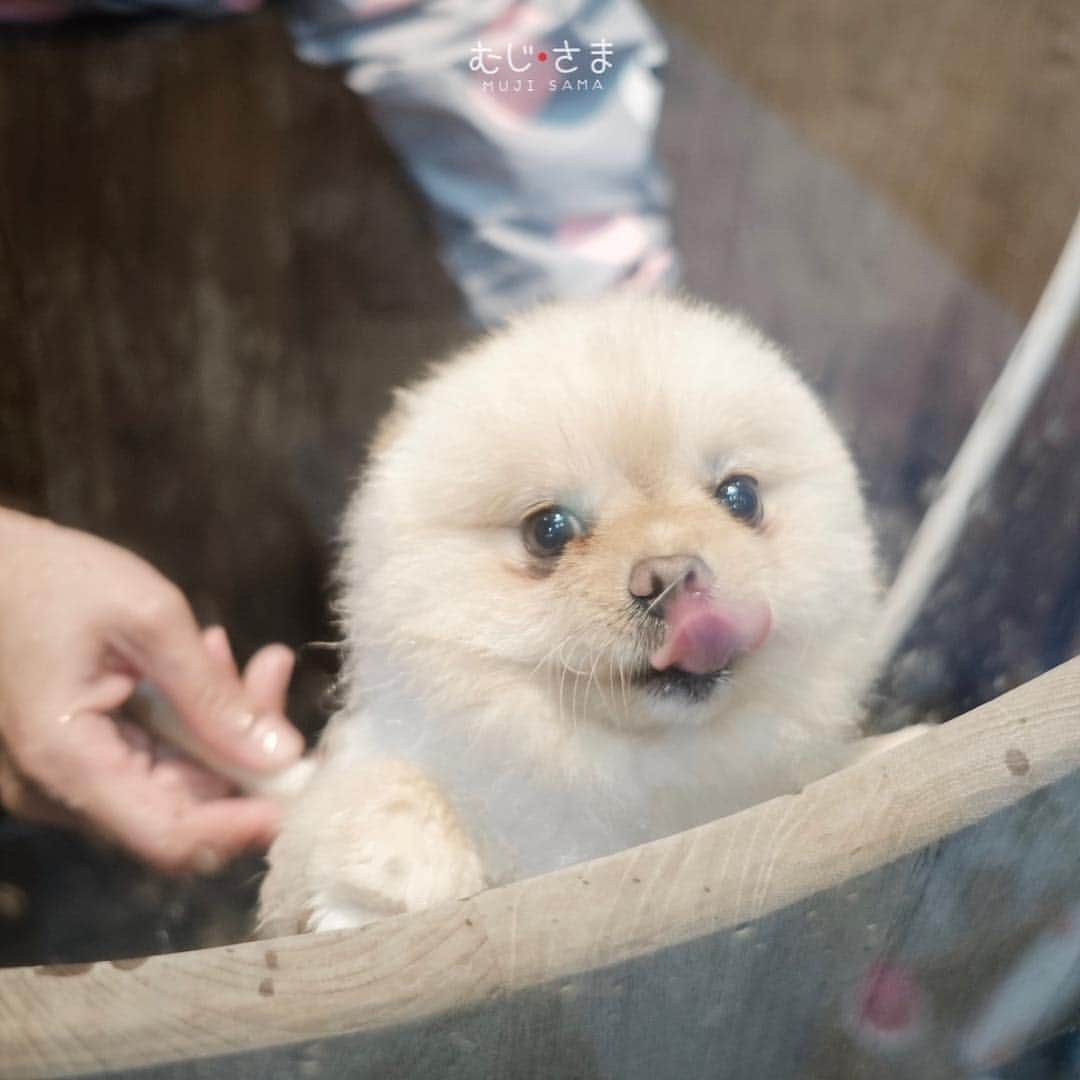 むじさまのインスタグラム