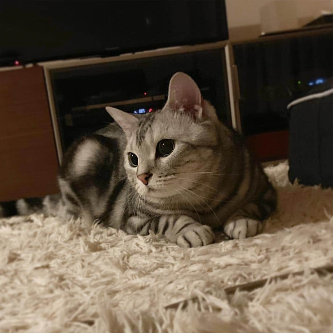 Alain アランさんのインスタグラム写真 - (Alain アランInstagram)「Good morning! Bonjour! I was looking at my toy mouse🐭 in the dark. My eyes became black👀. * ↑Sorry! My mom was so busy and she forgot today is Caturday ❗️ She should show baby Alain’s pic😱. * おはようございますにゃん！ 昨夜のアラン。「暗い中でオモチャのネズたん🐭を見てるにゃ！」。 おメメが真っ黒👀（笑）。 ※あまりに忙しがったので、今日が土曜日ということを忘れて、ふつうに投稿しちゃった！ 今日はベビーアランの写真を掲載する日だったのに😱。失礼しました。 * #catstagram #cat_features  #topcatphoto #cutepetclub #catsofinstagram #ig_catclub #cats_of_world #meowsandwoofs #meowvswoof#nc_cuties #excellent_cats #catstocker  #bestmeow #magnificenteowdels#bestcats_oftheworld#INSTACAT_MEOWS #peco #スタペグラム#ペピ友#animalsco#mofmo#igersjp#みんねこ#ふわもこ部#アメショー#ビューティープロコンテスト @beautypro_contest #lovelycatonline #映画ペット2キャンペーン#映画ペット2」4月20日 7時09分 - alain_cat