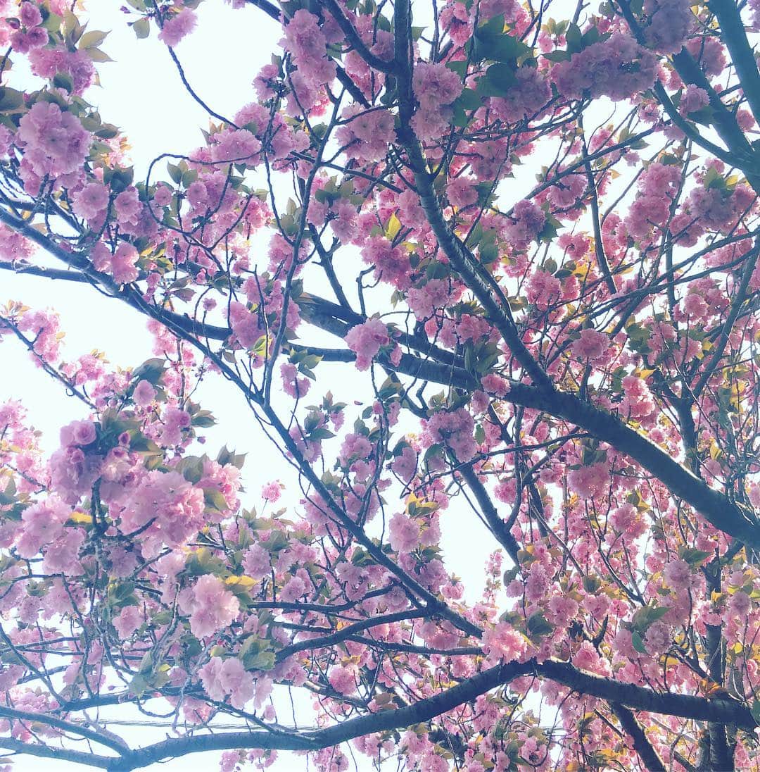 由梨香さんのインスタグラム写真 - (由梨香Instagram)「さて、いよいよ秋田へ！﻿ 松本英子さんのサポートで向かっています✨﻿ ﻿ とっても楽しみです！✨﻿ ライブも皆さんに会えるのも！﻿ ﻿ めっちゃ早起きでこれから出発ー！﻿ ﻿ 東京の桜をゆっくり見る余裕がなかったのだけど﻿ 秋田の桜は今頃いい感じなのかなぁ？🧐🌸﻿ ﻿ 今夜の大館のホールライブ、﻿ 皆様是非いらしてね！﻿ ﻿ #旅スタート #飛行機で爆睡のやーつ﻿ #秋田 #大館」4月20日 7時13分 - yurikapiano