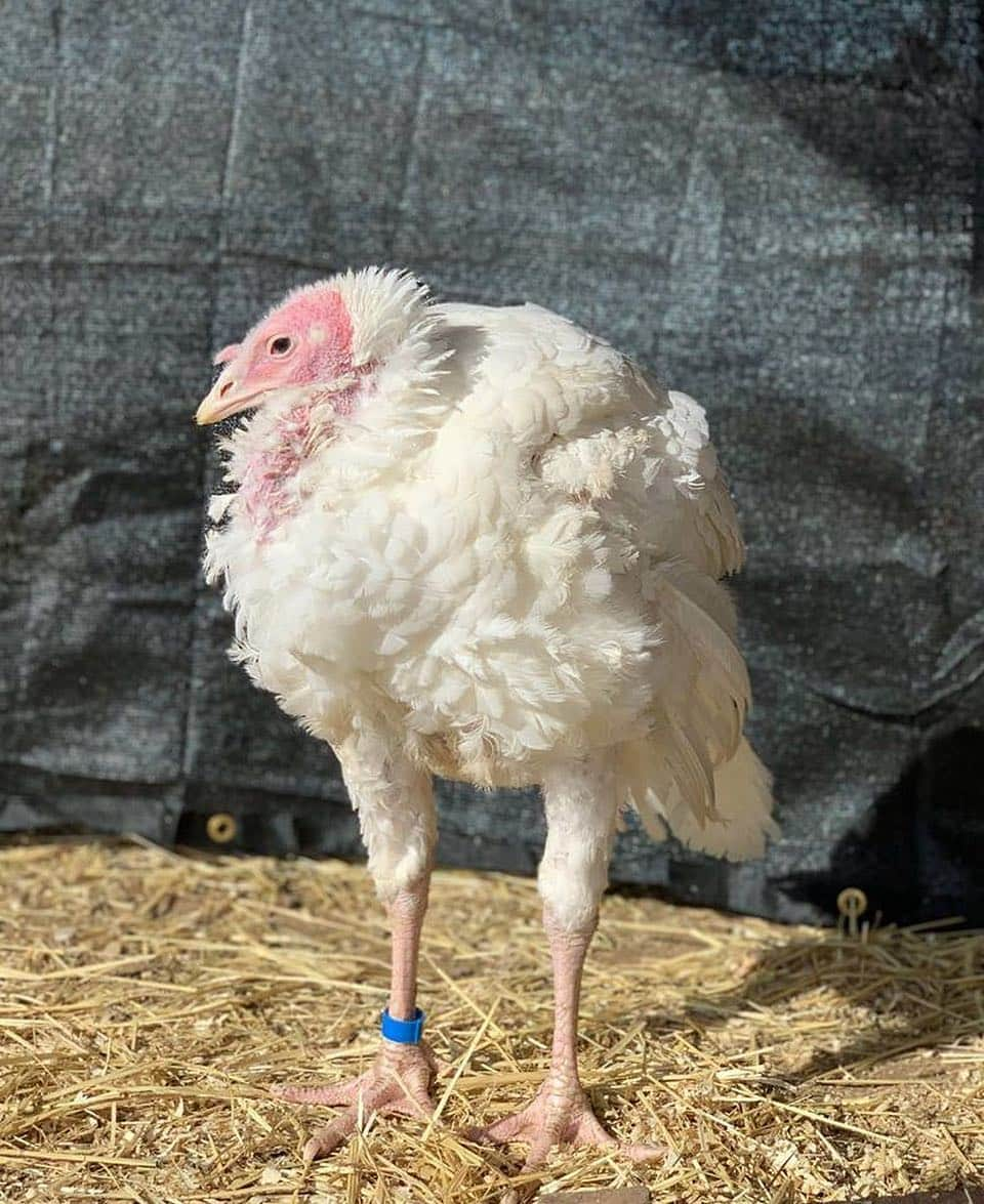 アラン・カミングさんのインスタグラム写真 - (アラン・カミングInstagram)「I’m sad to report that this little turkey who was named after me by the @woodstocksanctuary has died. He had six happy months before having a seizure the other day. Thanks to @woodstocksanctuary for everything they do to show compassion and love to animals and RIP Alan!」4月20日 7時30分 - alancummingreally