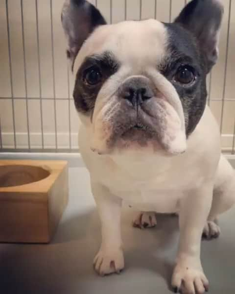 French Bulldogのインスタグラム