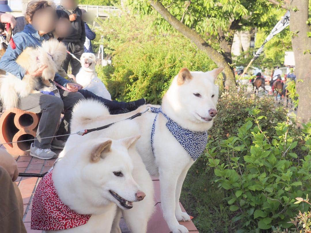 Toypoodle Mikuru?Asakusa Tokyoさんのインスタグラム写真 - (Toypoodle Mikuru?Asakusa TokyoInstagram)「20190420 Saturday. Good morning! Friends 💕 毎年恒例の浅草流鏑馬🐎の朝練見てきましたよ😊 . ❶ 朝は練習。本番はコレからだよ！ ❷ ビックリ落馬😱激写動画 ❸みくるも注目動画！ ❹ 今年も皆んなで見たんだよ ❺ お馬さん💩しちゃった . #浅草流鏑馬 #流鏑馬 #去年はダンボさん一緒だったのにね」4月20日 7時59分 - purapura299