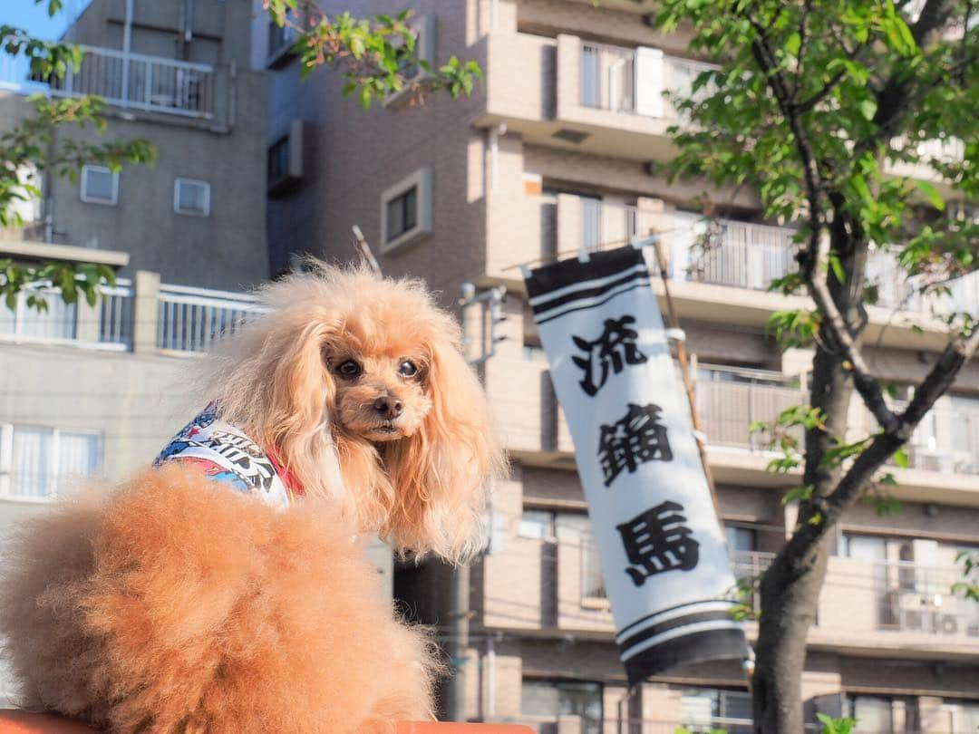 Toypoodle Mikuru?Asakusa Tokyoさんのインスタグラム写真 - (Toypoodle Mikuru?Asakusa TokyoInstagram)「20190420 Saturday. Good morning! Friends 💕 毎年恒例の浅草流鏑馬🐎の朝練見てきましたよ😊 . ❶ 朝は練習。本番はコレからだよ！ ❷ ビックリ落馬😱激写動画 ❸みくるも注目動画！ ❹ 今年も皆んなで見たんだよ ❺ お馬さん💩しちゃった . #浅草流鏑馬 #流鏑馬 #去年はダンボさん一緒だったのにね」4月20日 7時59分 - purapura299