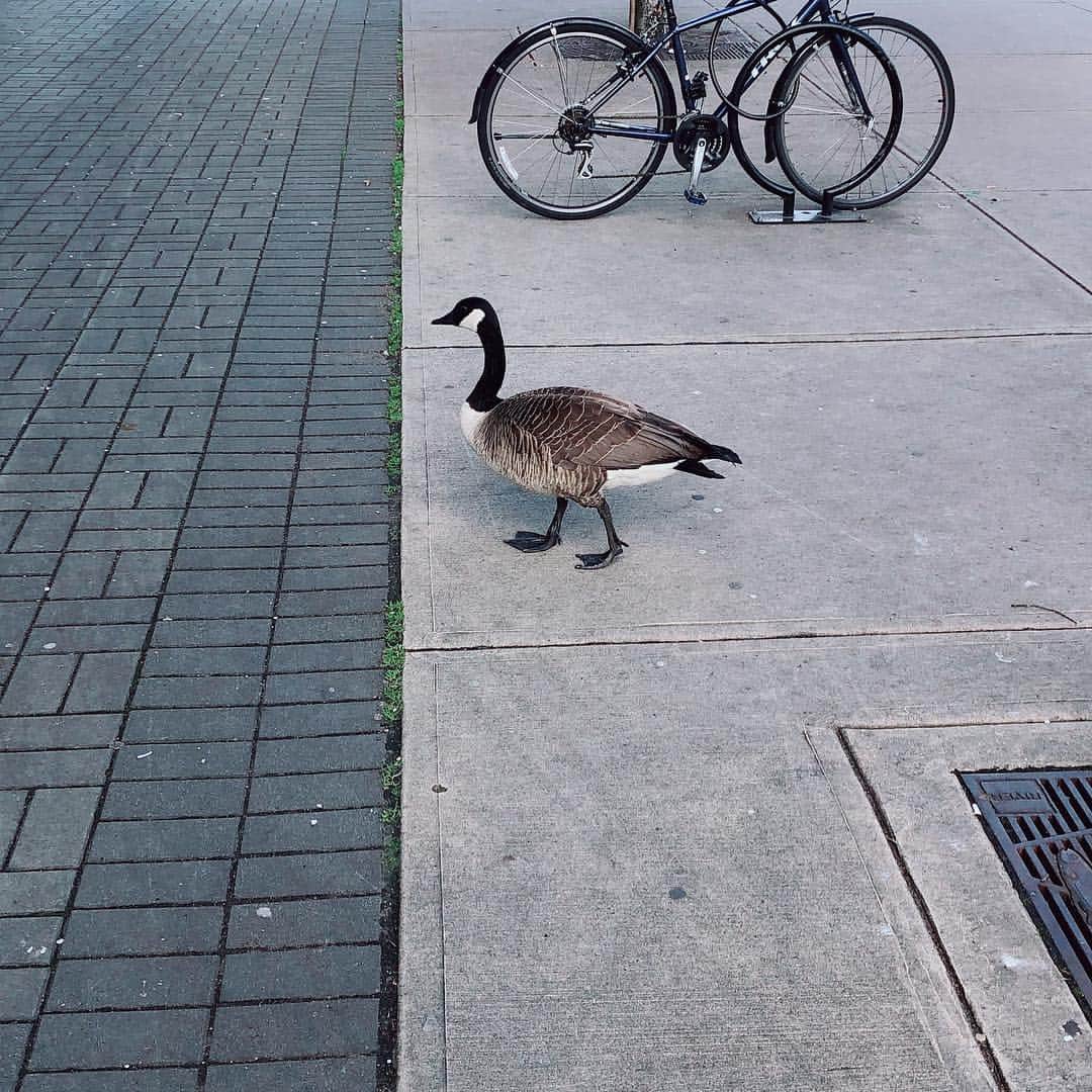 のインスタグラム：「#鳥 #bird #canada🇨🇦」
