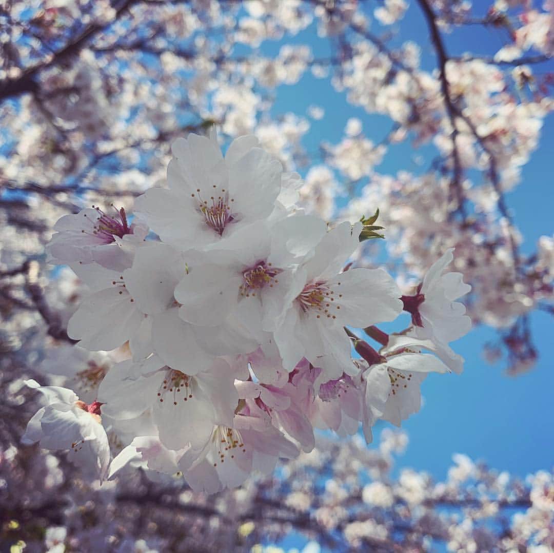砂賀美希さんのインスタグラム写真 - (砂賀美希Instagram)「東京生活。 もう今日で引っ越してきて3週間！ ゆる〜くスタートしてます。  少しずつ近所の環境にも慣れ、諸々の生活の手続きも済み、息子との生活リズムもだんだんと整ってきました。 桜も見られたね👶🤗 連休あたりに大量の荷物が香港から届くので、それが片付いたら落ち着くの、かな。 詰め込み過ぎず、ゆっくり１つずつ消化していこうと思います。 写真の整理もここでしてこw  #japan #sakura #お花見 #新生活 #東京生活 #dontrush #takeiteasy #laidback #chillax」4月20日 8時28分 - kimiganasu