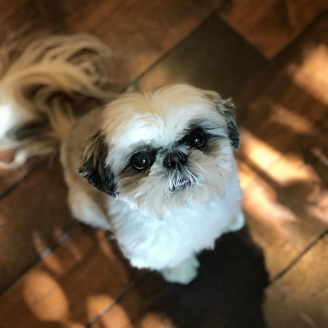 ジム・パーソンズさんのインスタグラム写真 - (ジム・パーソンズInstagram)「HBD, Rufus. You’re a very handsome 10 year old and we love you! ❤️🐶❤️🎉」4月20日 8時31分 - therealjimparsons