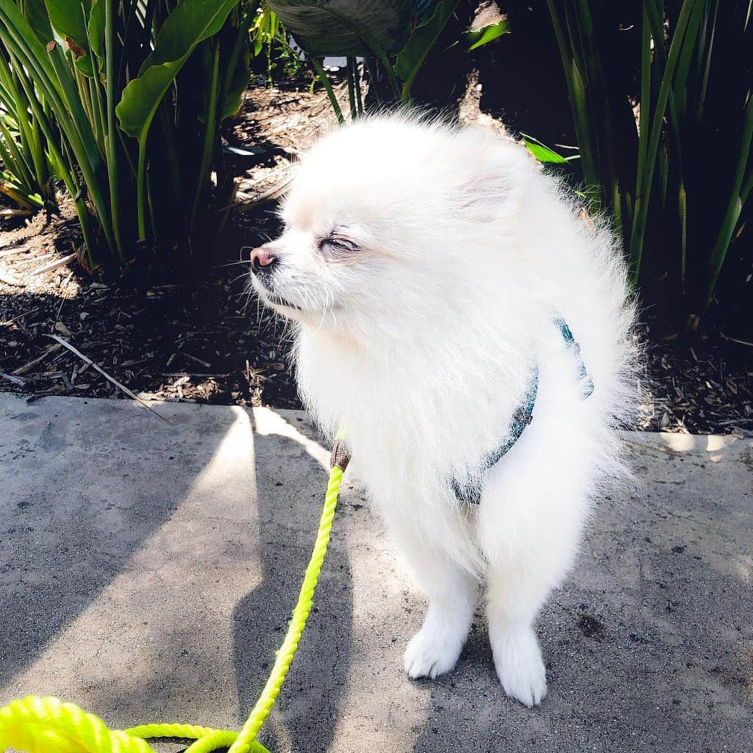 Buddy Boo Blueさんのインスタグラム写真 - (Buddy Boo BlueInstagram)「Not a peep from him on his first flight with us! Soaking in the sunlight and breathing non-recycled air outside afterwards. He’s feeling pretty good after watering the plants behind him.」4月20日 8時47分 - buddyboowaggytails