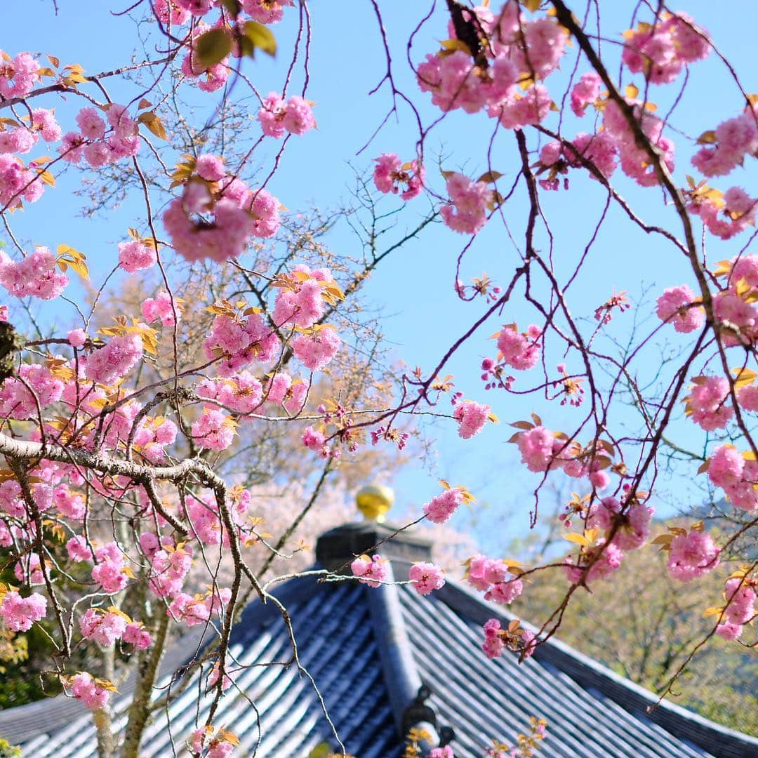 奈良 長谷寺 / nara hasederaさんのインスタグラム写真 - (奈良 長谷寺 / nara hasederaInstagram)「#風光る この時期、桜の盛りが過ぎ青葉が芽吹く。#牡丹 はもう少しもう少し。  The wind is a pleasant season.  Double cherry blossoms are in full bloom and the leaves sprout. It's a little later that the #peony blooms  #長谷寺 #奈良長谷寺 #総本山長谷寺 #花の御寺 #奈良 #hasedera #hasederatemple #temple #japan #japanesetraditional #pilgrimage #nara #tourism #sightseeing #japanesetemple #西国 #西国三十三所 #霊場 #巡礼 #四寺巡礼 #やまとびとツアーズ #長谷寺が好き #わたしは奈良派 #うましうるわし奈良」4月20日 9時33分 - hase_dera