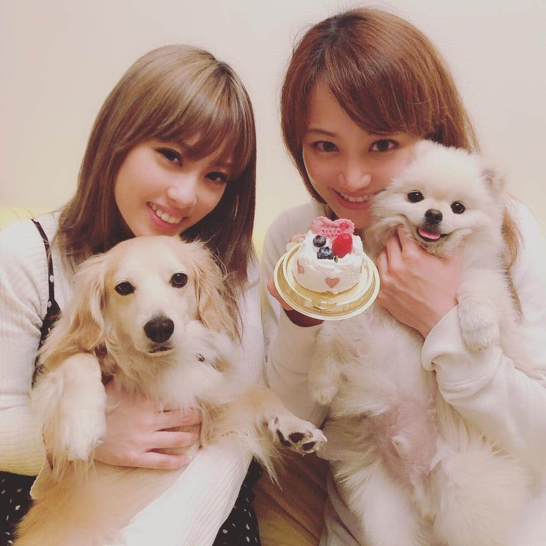 葵ゆりかさんのインスタグラム写真 - (葵ゆりかInstagram)「一緒にお祝いしてくれたあやちょる♡ おもち君大喜び😍  #愛犬 #おもち #pomeranian #ポメラニアン #白ポメ #ポメ #birthday #2歳 #お祝い #誕生日 #ありがとう #おめでとう #instadog #dogstagram #dog #犬バカ部 #わんこ #bestfriend」4月20日 9時38分 - yuriyuricchi