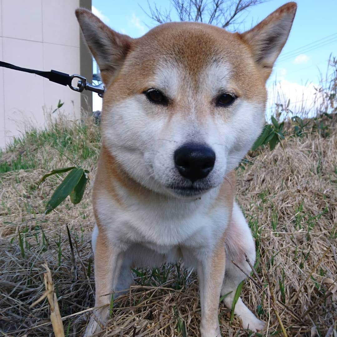 柴犬⭐️サスケさんのインスタグラム写真 - (柴犬⭐️サスケInstagram)「#朝ん歩 #今日の💩#茶助#暖かい#ポカポカ #🐶📷 #pecoいぬ部 #shibagram #shibasnap #犬ら部#犬バカ部#柴犬#赤柴#わんだフォ#愛犬#犬ら部#ふわもこ部#しばいぬ#日本犬#🐕📷#shibagram#shibastagram#Japanesedog#시바견#시바이누#시바스타그램#kaumo#pecoいぬ部#柴北会#family#dog#shibainu#shiba」4月20日 9時43分 - shiba20150405