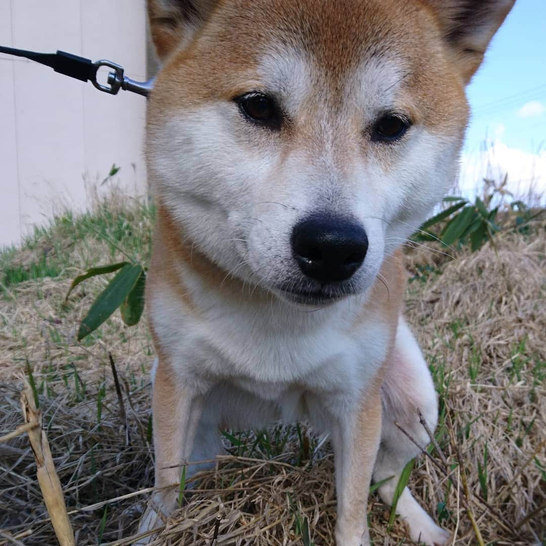 柴犬⭐️サスケさんのインスタグラム写真 - (柴犬⭐️サスケInstagram)「#朝ん歩 #今日の💩#茶助#暖かい#ポカポカ #🐶📷 #pecoいぬ部 #shibagram #shibasnap #犬ら部#犬バカ部#柴犬#赤柴#わんだフォ#愛犬#犬ら部#ふわもこ部#しばいぬ#日本犬#🐕📷#shibagram#shibastagram#Japanesedog#시바견#시바이누#시바스타그램#kaumo#pecoいぬ部#柴北会#family#dog#shibainu#shiba」4月20日 9時43分 - shiba20150405