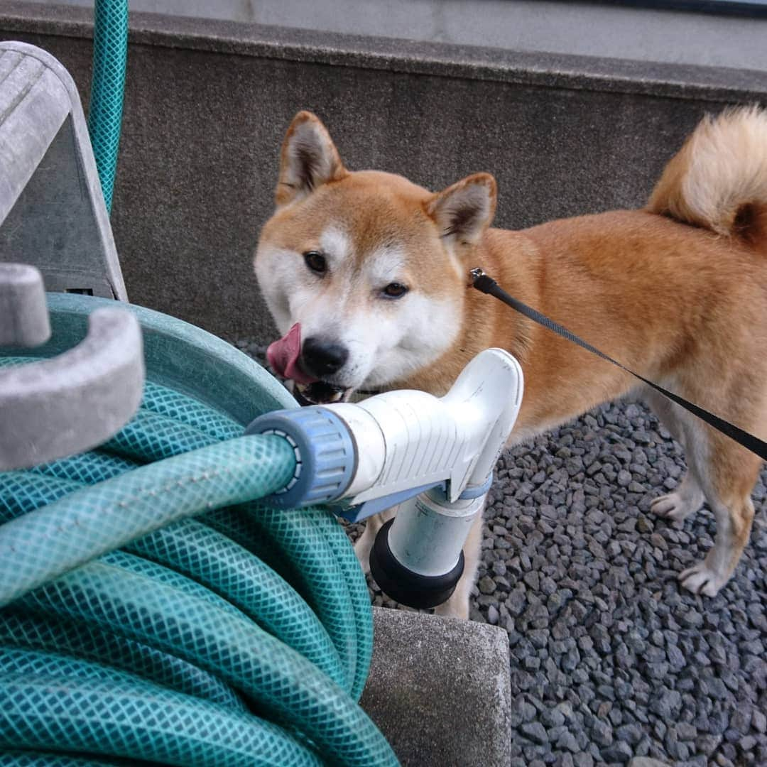 柴犬⭐️サスケさんのインスタグラム写真 - (柴犬⭐️サスケInstagram)「#朝ん歩 #今日の💩#茶助#暖かい#ポカポカ #🐶📷 #pecoいぬ部 #shibagram #shibasnap #犬ら部#犬バカ部#柴犬#赤柴#わんだフォ#愛犬#犬ら部#ふわもこ部#しばいぬ#日本犬#🐕📷#shibagram#shibastagram#Japanesedog#시바견#시바이누#시바스타그램#kaumo#pecoいぬ部#柴北会#family#dog#shibainu#shiba」4月20日 9時43分 - shiba20150405