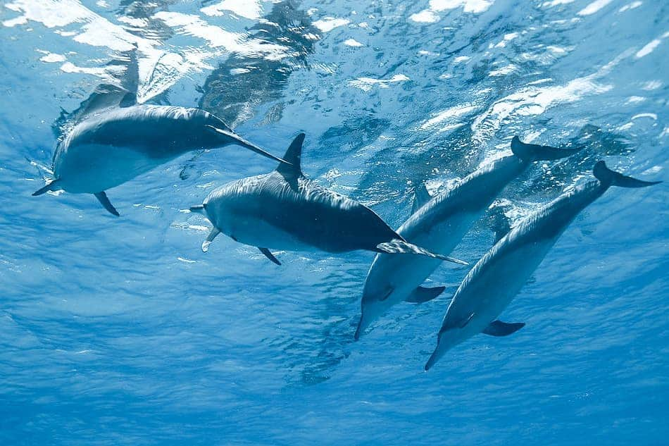 And Youさんのインスタグラム写真 - (And YouInstagram)「Dolphins three stripes of color can help them blend better into the sea 🐬. . Their light underbellies blend with the light from below, while their darker tops blend with the waves and shadows from above. . . . #dolphins #dolphinlove #oceanlove #discoverocean #spinnerdolphins」4月20日 9時55分 - dolphinsandyou