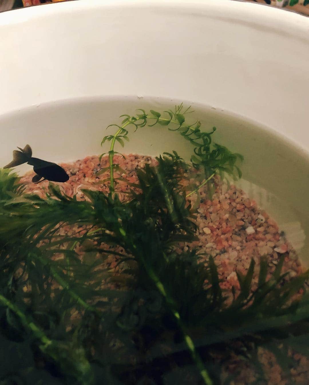 馬庭良介さんのインスタグラム写真 - (馬庭良介Instagram)「Some pics from my room. again. #room #crayfish #telescopegoldfish #botanical」4月20日 10時04分 - maniwa_ryosuke