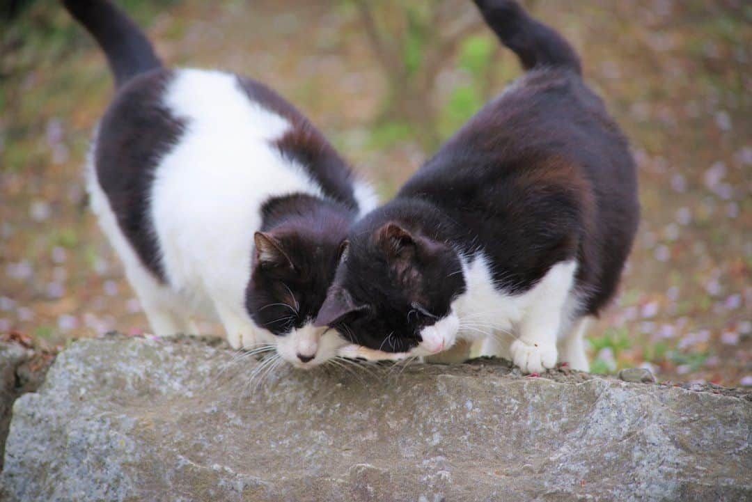 NEKOくらぶさんのインスタグラム写真 - (NEKOくらぶInstagram)「|| 僕たち仲良しだニャン(=^・^=)⠀ *⠀ Facebookから、Eiko Abeさんの作品ですにゃ（＝ΦωΦ＝）⠀ https://www.facebook.com/app_scoped_user_id/133092977637436/⠀ *⠀ 投稿いただいたURL⠀ https://www.facebook.com/photo.php?fbid=279865416293524⠀ *⠀ いいね！＆コメント大歓迎！！⠀ *⠀ #nekoclub #NEKOくらぶ #Japan #Photo #写真 #日本 #cat #ネコ #ねこ #猫 ⠀ Follow: @nekoclub_jpn⠀ *⠀ ▼【廣済堂出版共同企画】NEKOくらぶの皆さまとつくる「NEKOくらぶ写真集」、発売中♪（＝ΦωΦ＝）⠀ ※詳細は本アカウント「 @nekoclub_jpn 」のプロフィールに固定しているハイライトから」4月20日 10時00分 - nekoclub_jpn