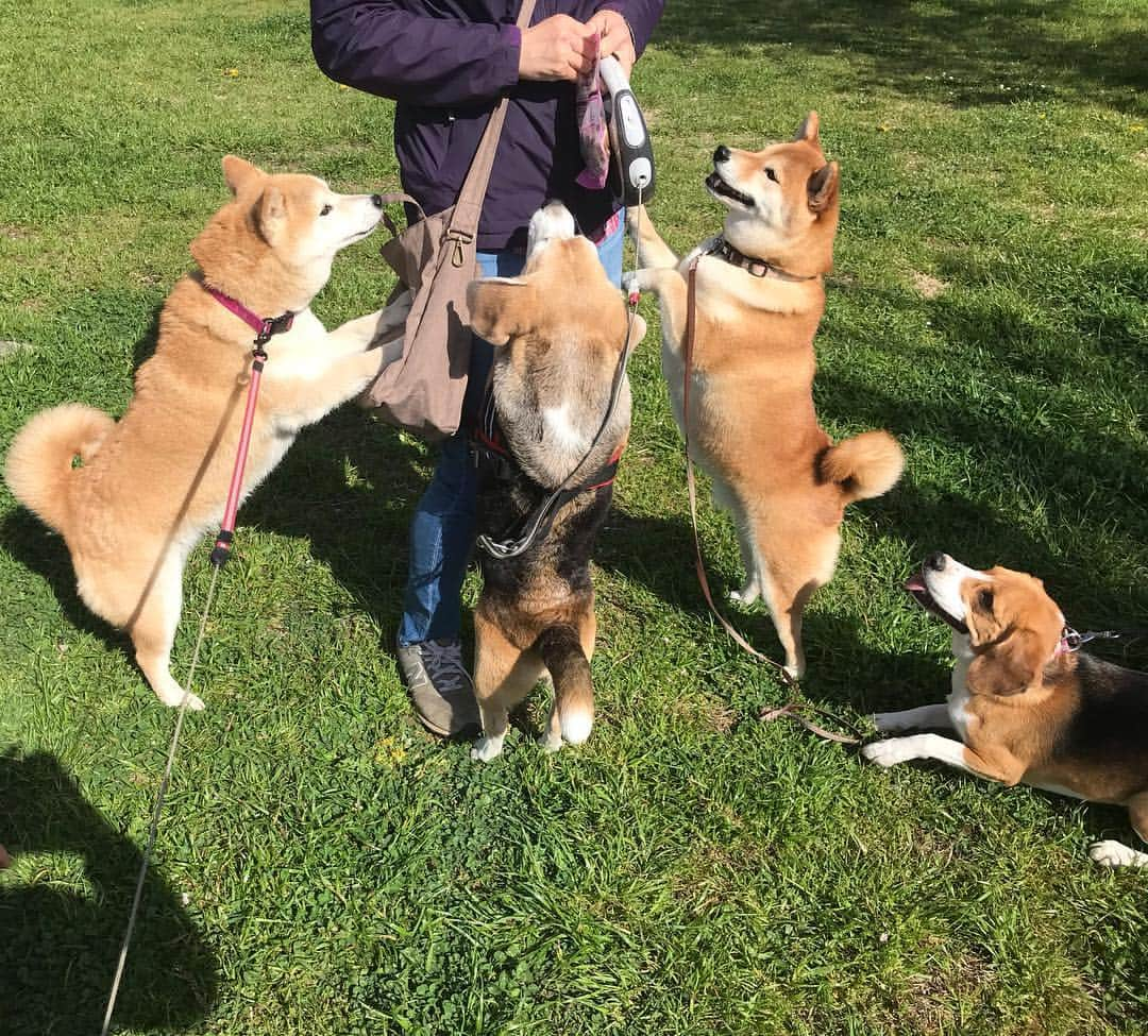 柴犬のモモさんのインスタグラム写真 - (柴犬のモモInstagram)「おはようございます。今朝はシバシバでビグビグなお散歩でした。ビーグルちゃん達のジャンプ力がパネェ #いぬ #イヌ #犬 #柴犬 #赤柴 #日本犬 #犬バカ部 #ふわもこ部 #いぬら部 #癒しわんこ #柴犬マニア #犬のいる暮らし #口角キュキュッと部 #shiba #shibainu #shibadog #dogstagram #dogsofinstagram #shibastagram #shibasofinstagram #shibamania #inu #instadog #toyota_dog」4月20日 10時29分 - shi_ba_i_nu_momo