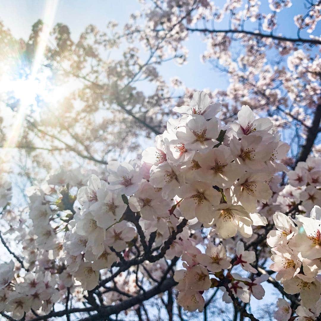 ガーラ・アマノ クリエイティブ部さんのインスタグラム写真 - (ガーラ・アマノ クリエイティブ部Instagram)「🌸さくらの観察日記✏️ 4月19日 はれ🌞 満開！もう満開🙌 でもせっかく咲いたのに風が強かったせいか花がたくさんポロポロと落ちてしまっていました😢 散ってるんじゃなくてもげてるー😭 もうだいぶ年をとった桜たちだからなぁ…💧 今週末はお花見日和☀千秋公園はまもなく満開かな？？ #秋田 #秋田市 #桜 #観察日記 #桜の観察日記 #cherryblossom #若葉公園 #オフィス裏 #満開 #ガーラアマノ」4月20日 10時25分 - gala_amano