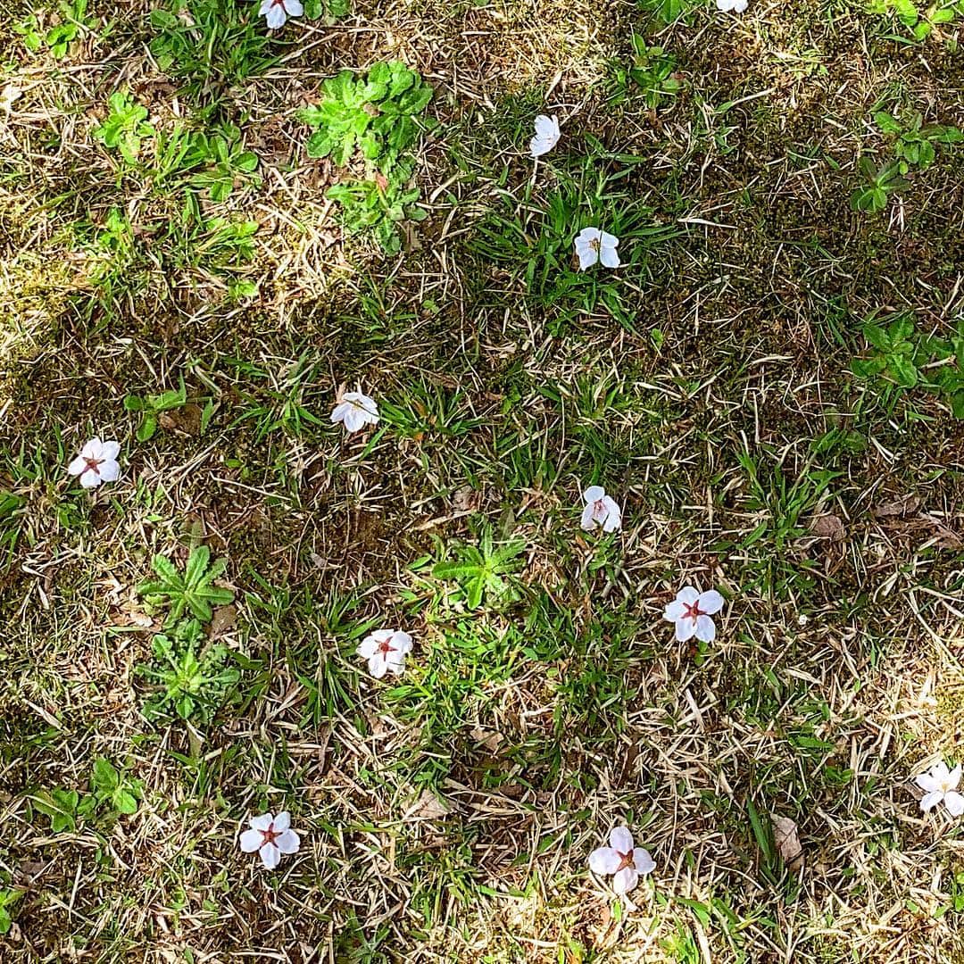 ガーラ・アマノ クリエイティブ部さんのインスタグラム写真 - (ガーラ・アマノ クリエイティブ部Instagram)「🌸さくらの観察日記✏️ 4月19日 はれ🌞 満開！もう満開🙌 でもせっかく咲いたのに風が強かったせいか花がたくさんポロポロと落ちてしまっていました😢 散ってるんじゃなくてもげてるー😭 もうだいぶ年をとった桜たちだからなぁ…💧 今週末はお花見日和☀千秋公園はまもなく満開かな？？ #秋田 #秋田市 #桜 #観察日記 #桜の観察日記 #cherryblossom #若葉公園 #オフィス裏 #満開 #ガーラアマノ」4月20日 10時25分 - gala_amano