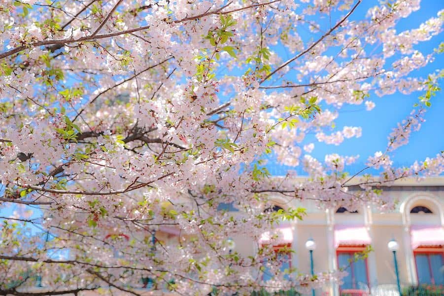 朝風れいさんのインスタグラム写真 - (朝風れいInstagram)「なんとか桜にも間に合った🌸 少し葉桜になってるけど、このピンク×緑の色合いも、また可愛い*ˊᵕˋ* ✨ ・ ・ ここ数日で急に暖かくなり、やっとコートもいらなくなり、春らしい格好で出掛けられて嬉しいです😊 ・ ・ ・ #桜 #cherryblossom #風船 #balloon #new #36周年 #36th #ディズニーイースター #イースター#disneyseaster #easter #tdr #tdl #disneyland #disney #land #東京ディズニーランド #ilovedisney #disneygram#disneyinsta #canon #eos5dmarkiv #eos5dmark4  #ディズニーカメラ隊」4月20日 10時48分 - rei.wd