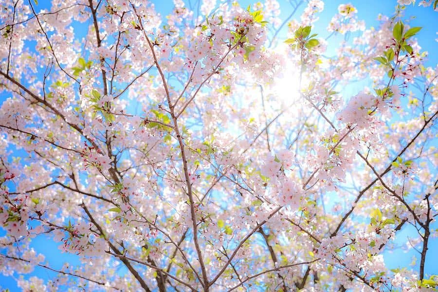 朝風れいさんのインスタグラム写真 - (朝風れいInstagram)「なんとか桜にも間に合った🌸 少し葉桜になってるけど、このピンク×緑の色合いも、また可愛い*ˊᵕˋ* ✨ ・ ・ ここ数日で急に暖かくなり、やっとコートもいらなくなり、春らしい格好で出掛けられて嬉しいです😊 ・ ・ ・ #桜 #cherryblossom #風船 #balloon #new #36周年 #36th #ディズニーイースター #イースター#disneyseaster #easter #tdr #tdl #disneyland #disney #land #東京ディズニーランド #ilovedisney #disneygram#disneyinsta #canon #eos5dmarkiv #eos5dmark4  #ディズニーカメラ隊」4月20日 10時48分 - rei.wd
