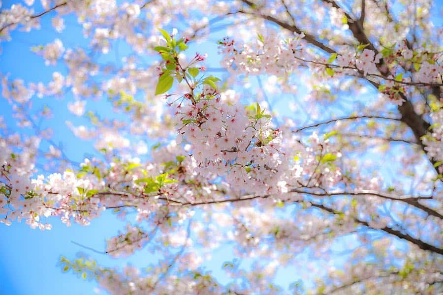 朝風れいさんのインスタグラム写真 - (朝風れいInstagram)「なんとか桜にも間に合った🌸 少し葉桜になってるけど、このピンク×緑の色合いも、また可愛い*ˊᵕˋ* ✨ ・ ・ ここ数日で急に暖かくなり、やっとコートもいらなくなり、春らしい格好で出掛けられて嬉しいです😊 ・ ・ ・ #桜 #cherryblossom #風船 #balloon #new #36周年 #36th #ディズニーイースター #イースター#disneyseaster #easter #tdr #tdl #disneyland #disney #land #東京ディズニーランド #ilovedisney #disneygram#disneyinsta #canon #eos5dmarkiv #eos5dmark4  #ディズニーカメラ隊」4月20日 10時48分 - rei.wd