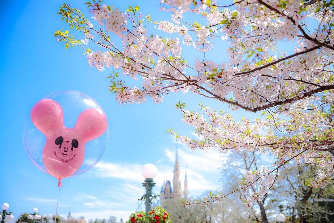 朝風れいさんのインスタグラム写真 - (朝風れいInstagram)「なんとか桜にも間に合った🌸 少し葉桜になってるけど、このピンク×緑の色合いも、また可愛い*ˊᵕˋ* ✨ ・ ・ ここ数日で急に暖かくなり、やっとコートもいらなくなり、春らしい格好で出掛けられて嬉しいです😊 ・ ・ ・ #桜 #cherryblossom #風船 #balloon #new #36周年 #36th #ディズニーイースター #イースター#disneyseaster #easter #tdr #tdl #disneyland #disney #land #東京ディズニーランド #ilovedisney #disneygram#disneyinsta #canon #eos5dmarkiv #eos5dmark4  #ディズニーカメラ隊」4月20日 10時48分 - rei.wd