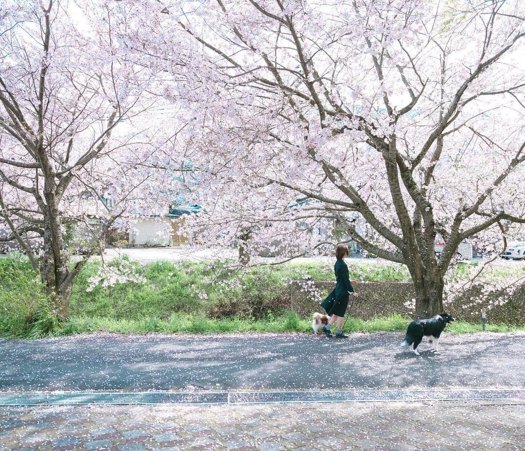Kobe Japan Water artのインスタグラム：「"🌸🚶‍♀️🐕🌸" . 最高の散歩道.」