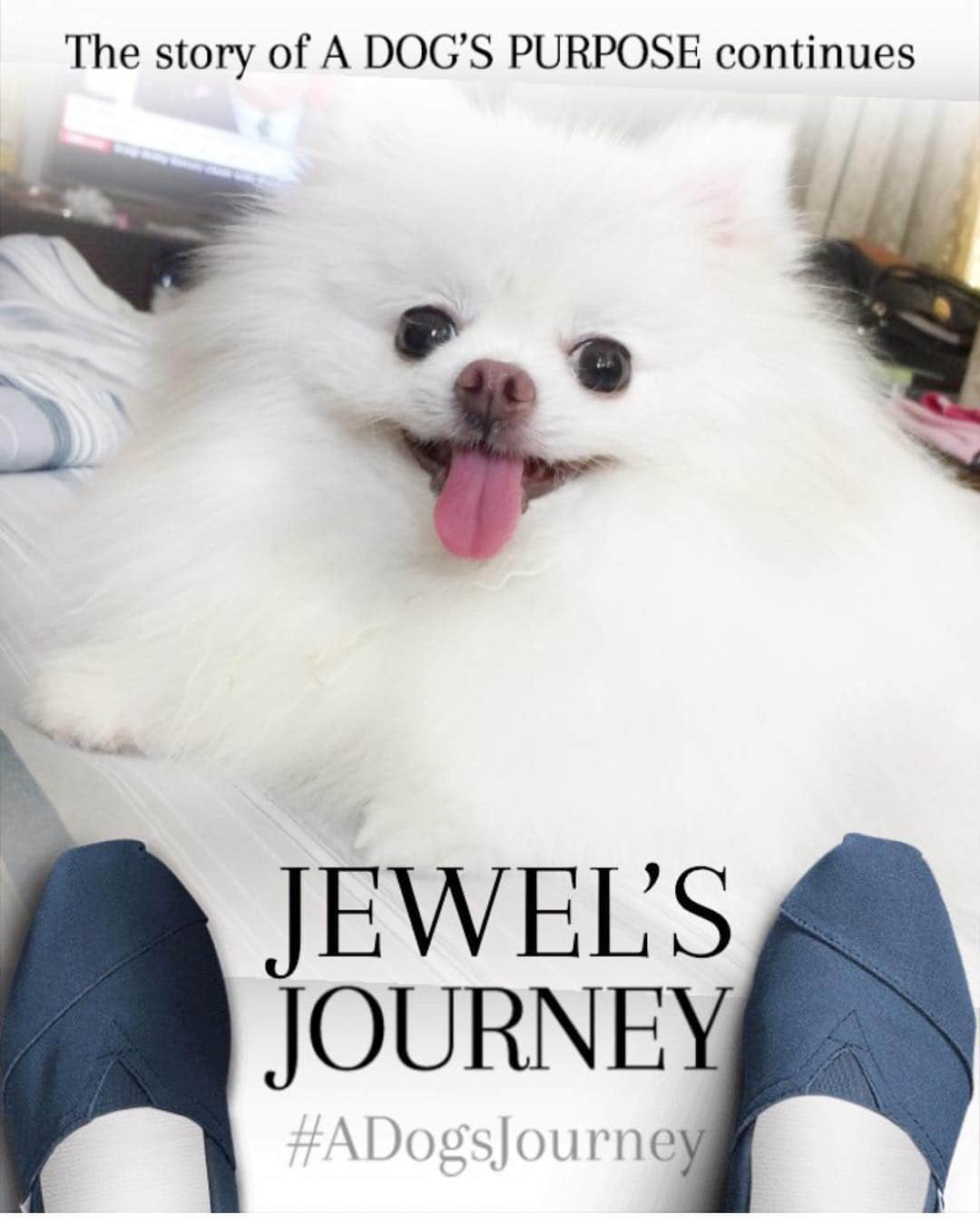 JEWELのインスタグラム：「Because we like to copy Pepper @powerfluff  we also made a poster  at MyDogsJourney.com you can also make one for your furbaby. #myDogsJourney #JourneytoSaveThemAll and Tag @adogsjourneymovie  and @bestfriendsanimalsociety on Instagram. Universal Pictures will donate $5 to @bestfriendsanimalsociety  Go and make one pawrents!!!😘😘😘」