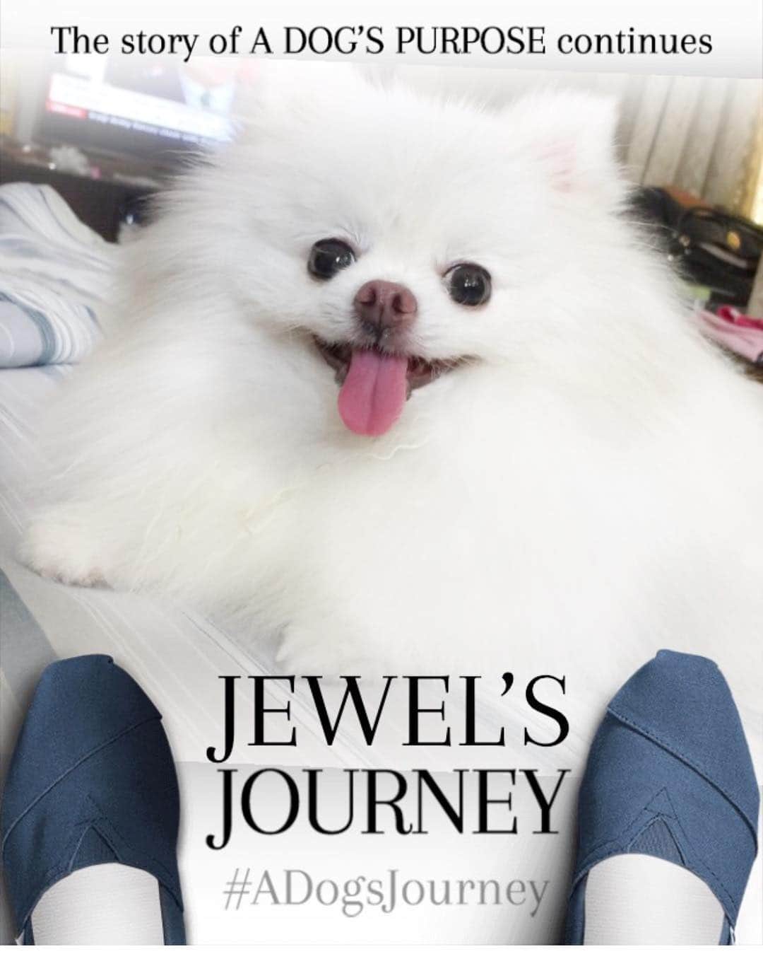 のインスタグラム：「Because we like to copy Pepper @powerfluff  we also made a poster  at MyDogsJourney.com you can also make one for your furbaby. #myDogsJourney #JourneytoSaveThemAll and Tag @adogsjourneymovie  and @bestfriendsanimalsociety on Instagram. Universal Pictures will donate $5 to @bestfriendsanimalsociety  Go and make one pawrents!!!😘😘😘」