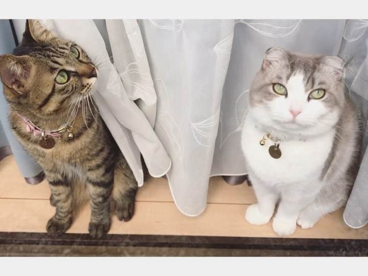 ohshima_moaのインスタグラム
