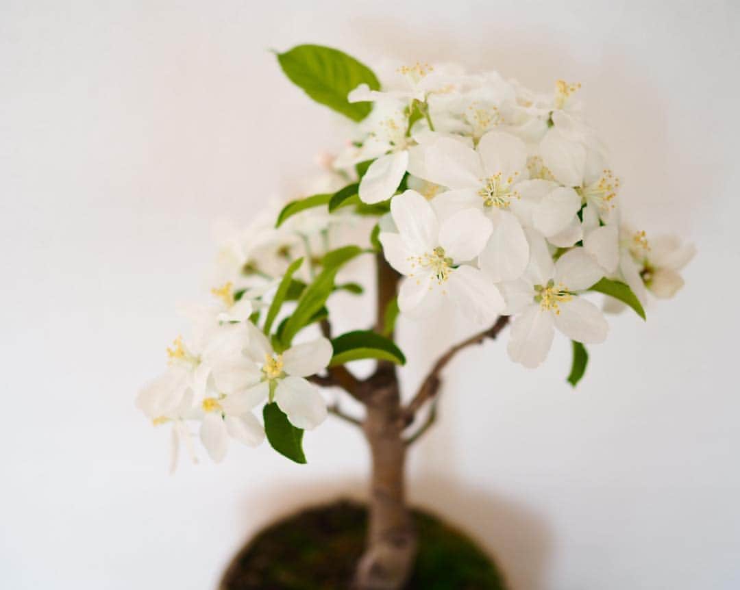 竹俣紅さんのインスタグラム写真 - (竹俣紅Instagram)「* 我が家の盆栽ちゃん。 ヒメリンゴと桜が満開なので載せておきますね(^^) 満開になるまでのつぼみもかわいらしいんですのよ〜  #盆栽 #bonsai #桜 #ヒメリンゴ」4月20日 11時41分 - benitakemata_official
