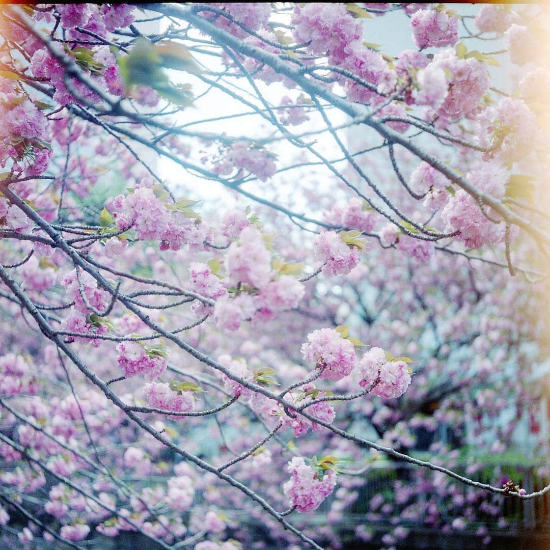 ゆうゆさんのインスタグラム写真 - (ゆうゆInstagram)「.﻿﻿ 2019.04.20﻿ ﻿﻿ gᵒᵒᒄ ᵅfᵗᵉʳᐢᵒᵒ ᐢ +*..。﻿﻿ ﻿﻿ ﻿﻿ そろそろ桜写真も終わりでしょうか。﻿ と言っても去年の桜だけどー^^;﻿ ﻿ rollei standardで撮った桜﻿ バリバリ感光してますが、、、﻿ それも味ですね。﻿ ﻿ ﻿ standardを使う機会がなかなかない 旅にも﻿持ってかないので﻿ 次みんなと遊ぶ時に使ってみよー﻿ ﻿ と、言うことでGW暇あったら遊ぼうね。﻿ (GWは高いので旅はお休み ಥ_ಥ )﻿ ﻿ ﻿ ﻿﻿ ﻿﻿ *・゜゜・*:.。..。.:*・゜・*:.。. .。.:*・゜゜・**・゜**﻿ ﻿﻿ #でもまだGWのスケジュールが出てない﻿ #rolleiflexstandard ﻿ #ローライ会﻿﻿ #yuyu_tokyo ﻿﻿ #八重桜﻿ #桜﻿﻿ #🌸﻿﻿ #感光﻿ #期限切れフィルム」4月20日 11時55分 - _hikarinohako_