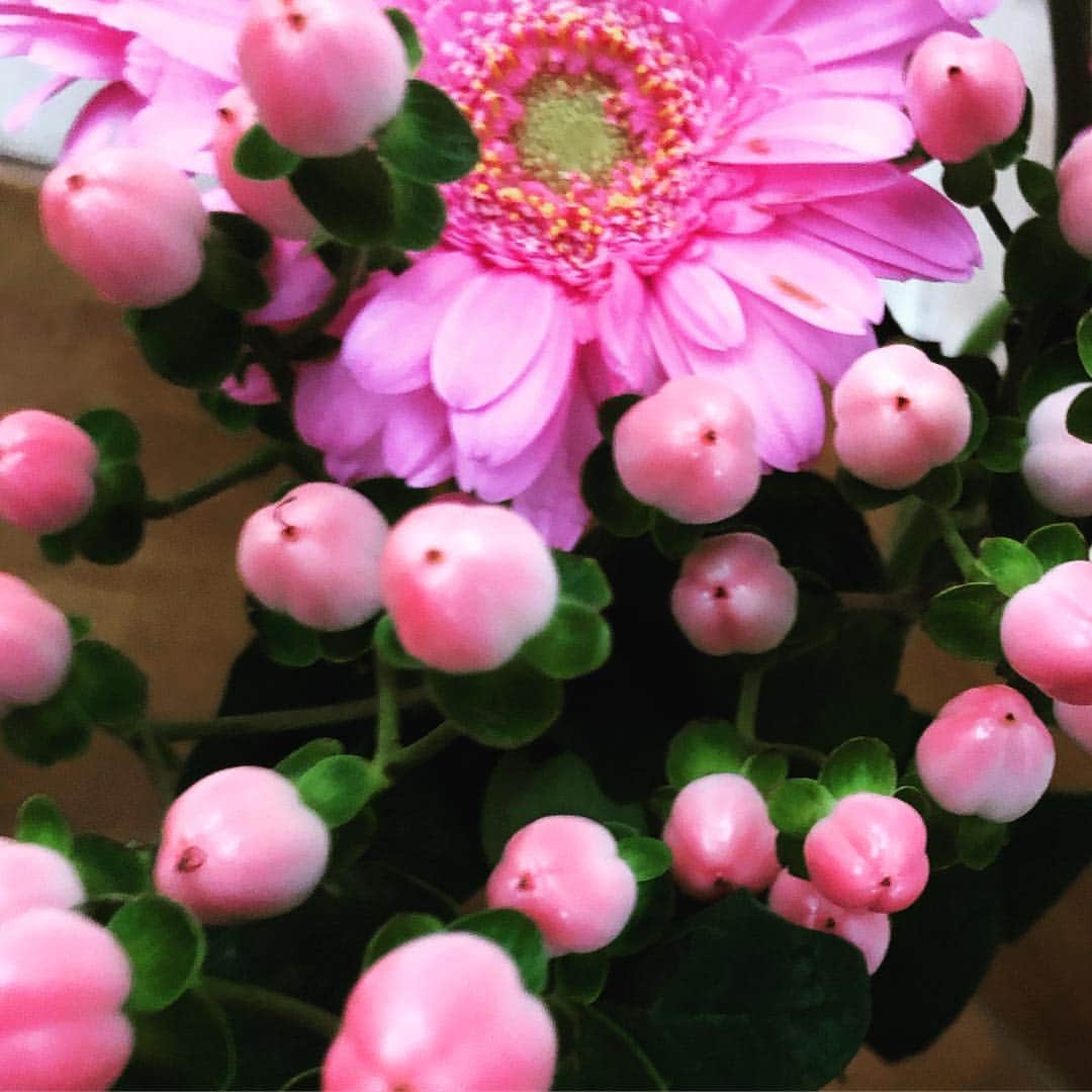 宙也さんのインスタグラム写真 - (宙也Instagram)「ピンク。 #ガーベラ #ヒペリカム」4月20日 12時15分 - chuya_aquarius