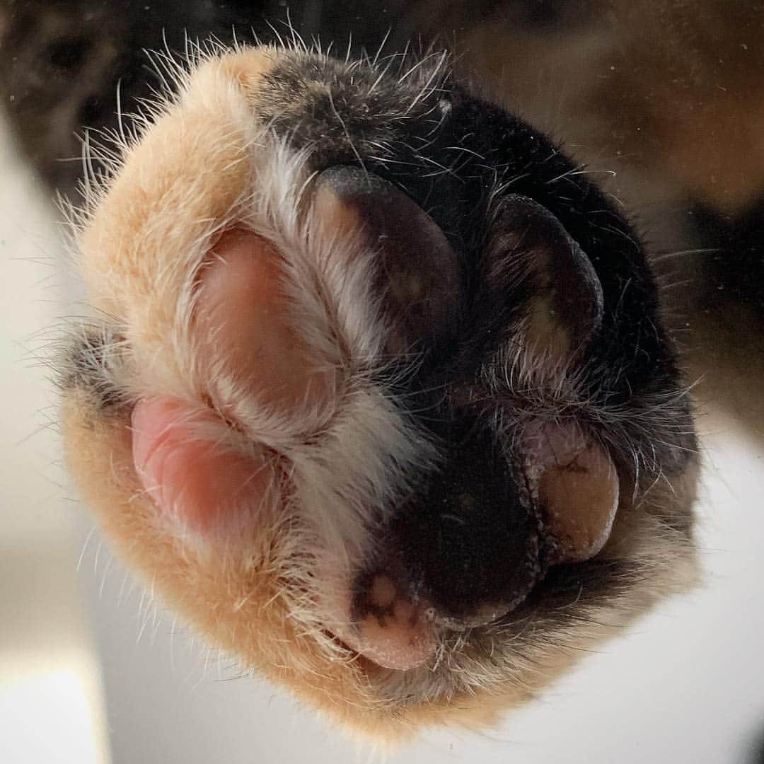 Venus Cat さんのインスタグラム写真 - (Venus Cat Instagram)「Which do you prefer...jelly beans or toe beans?? 🐾 #toebeans」4月20日 12時13分 - venustwofacecat