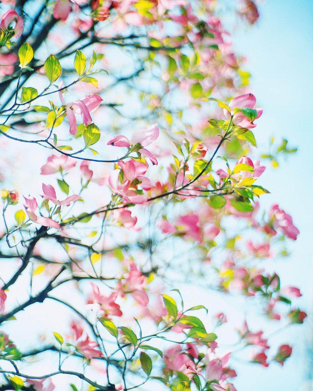 haru wagnusさんのインスタグラム写真 - (haru wagnusInstagram)「Hanamizuki no kisetsu  ㅤㅤㅤㅤㅤㅤㅤㅤㅤㅤㅤㅤㅤ ㅤㅤㅤㅤㅤㅤㅤㅤㅤㅤㅤㅤㅤ いい天気。 ㅤㅤㅤㅤㅤㅤㅤㅤㅤㅤㅤㅤㅤ ㅤㅤㅤㅤㅤㅤㅤㅤㅤㅤㅤㅤㅤ #wagnus_color_preset  #optonsonnar50mm15」4月20日 12時27分 - wagnus