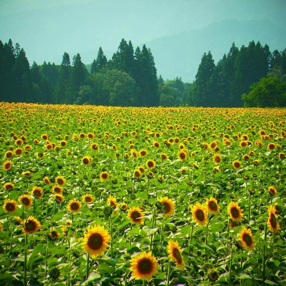 磯貝サイモンのグルメインスタ