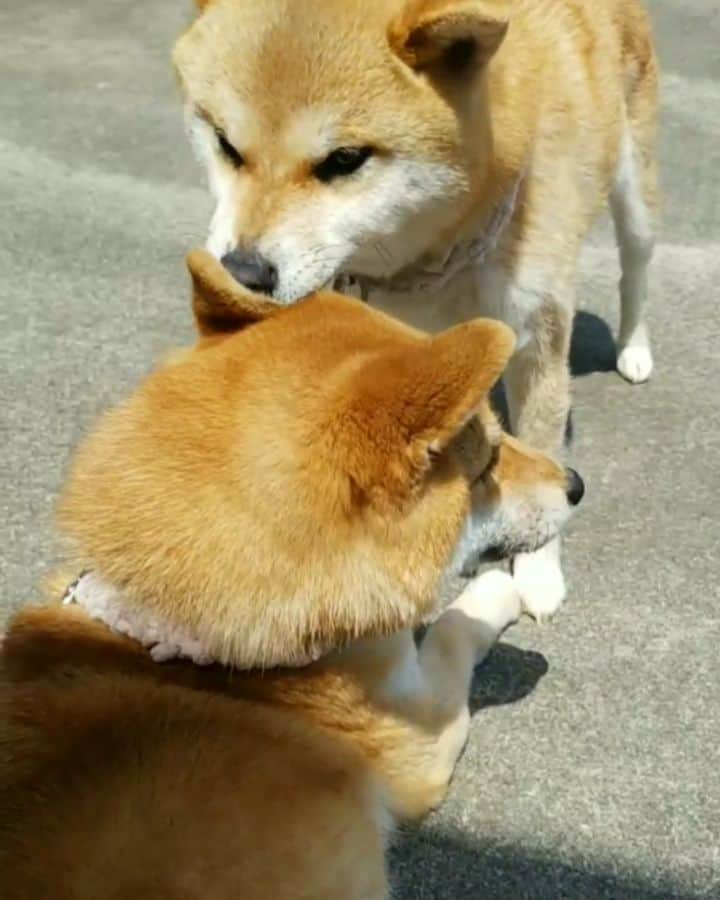 柴犬たま Shibainu Tamaのインスタグラム