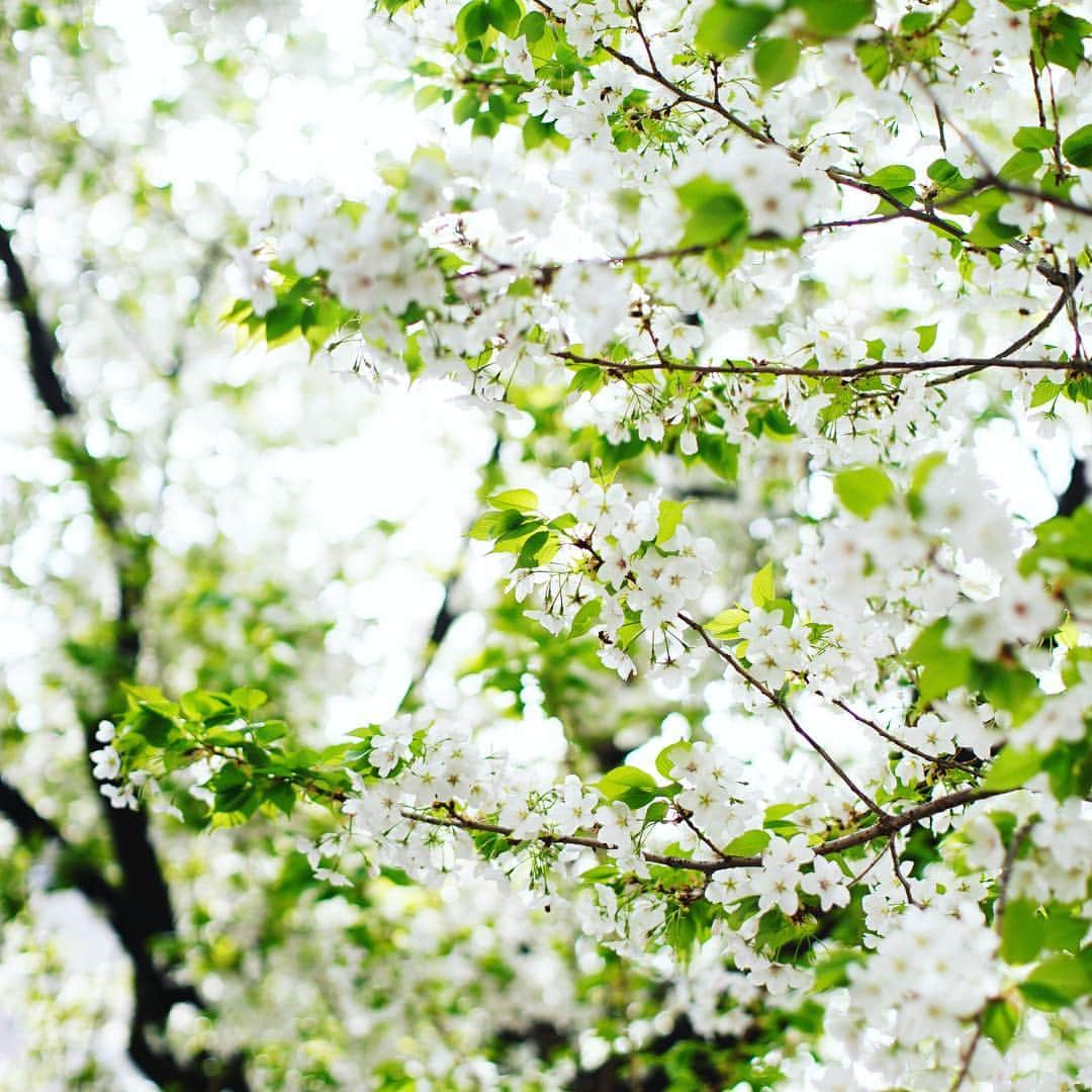 土屋鞄さんのインスタグラム写真 - (土屋鞄Instagram)「4月の少しふわふわする気持ちをすっと落ち着かせてくれる、爽やかな景色に出合いました。この季節ならではの一瞬の美しさに、思わず魅了されました。  #桜 #葉桜 #4月 #新緑 #土屋鞄 #土屋鞄製造所 #TsuchiyaKaban」4月20日 12時47分 - tsuchiya_kaban