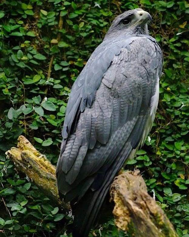 アメリカ自然史博物館さんのインスタグラム写真 - (アメリカ自然史博物館Instagram)「Meet the Black-chested Buzzard-Eagle (Geranoaetus melanoleucus)! It soars high in the skies across much of South America, where it can be spotted along the Andes, including parts of Venezuela, Colombia, and Ecuador. The raptor preys on a range of critters including small mammals, birds, reptiles, and fish; a couple of its favorite snacks are rabbits and pigeons.  Photo: Snowmanradio」4月20日 12時55分 - amnh