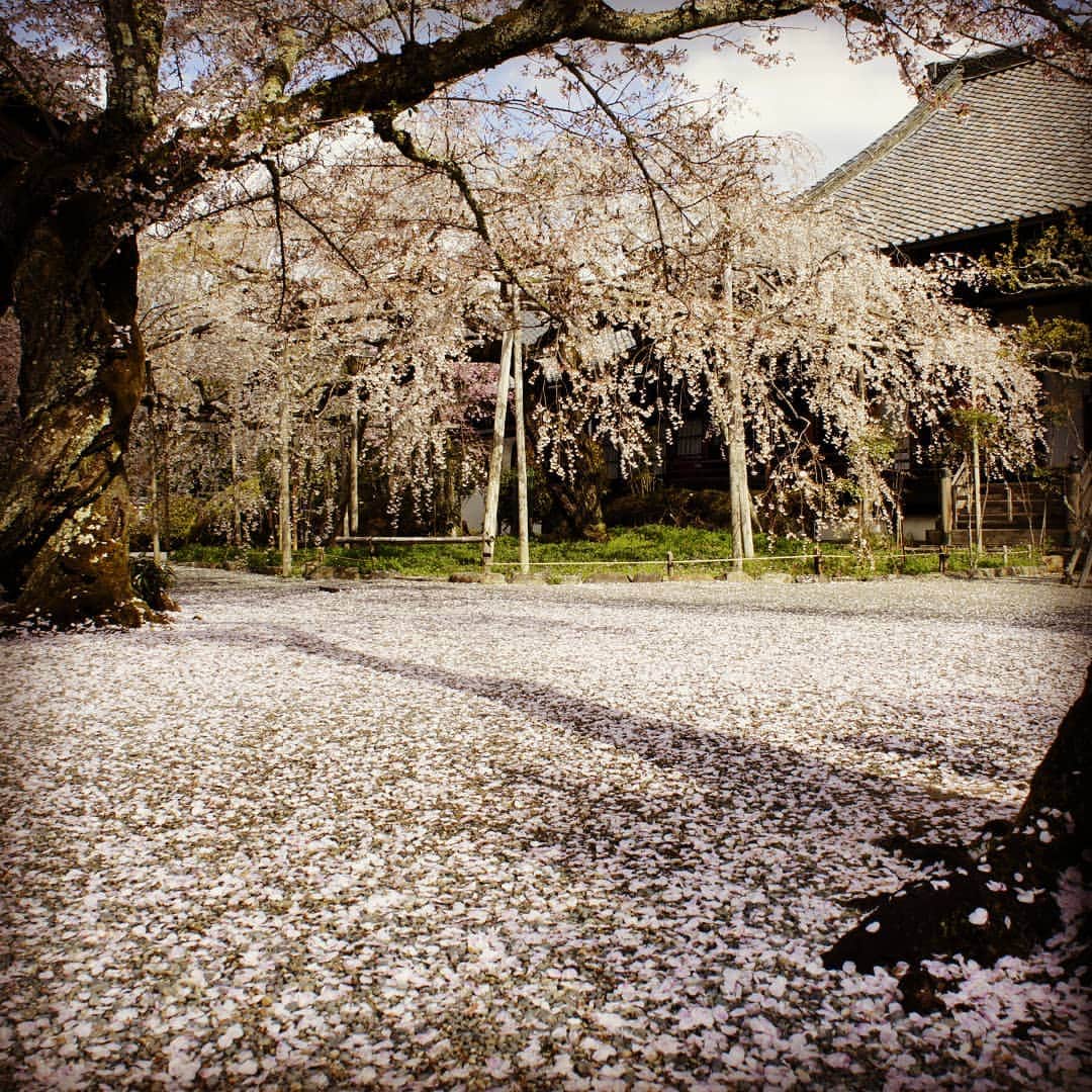 City of Kyoto Official Accountさんのインスタグラム写真 - (City of Kyoto Official AccountInstagram)「2019年4月15日撮影。  #山科 の #毘沙門堂 の敷き桜が綺麗です！  春の京都ジェニックキャンペーン開催中！ https://camp-in.jp/kyotogenic-spring2019  #visitkyoto #visit_kyoto #kyotogenic #art_of_japan #japan_of_insta #loves_united_kyoto #kyototravel #japantrip #kyototrip #ig_kyoto #kyoto_style #springinkyoto #kyotohiddengems  Kyoto Official Travel Guide http://kyoto.travel/en  #京都 #京都ジェニック  #未来に残したい京都  #京都好きな人と繋がりたい #とっておきの京都 #京都桜 #そうだ京都行こう #散り始め  オフィシャルサイト「京都観光NAVI」 http://ja.kyoto.travel」4月20日 13時07分 - visit_kyoto