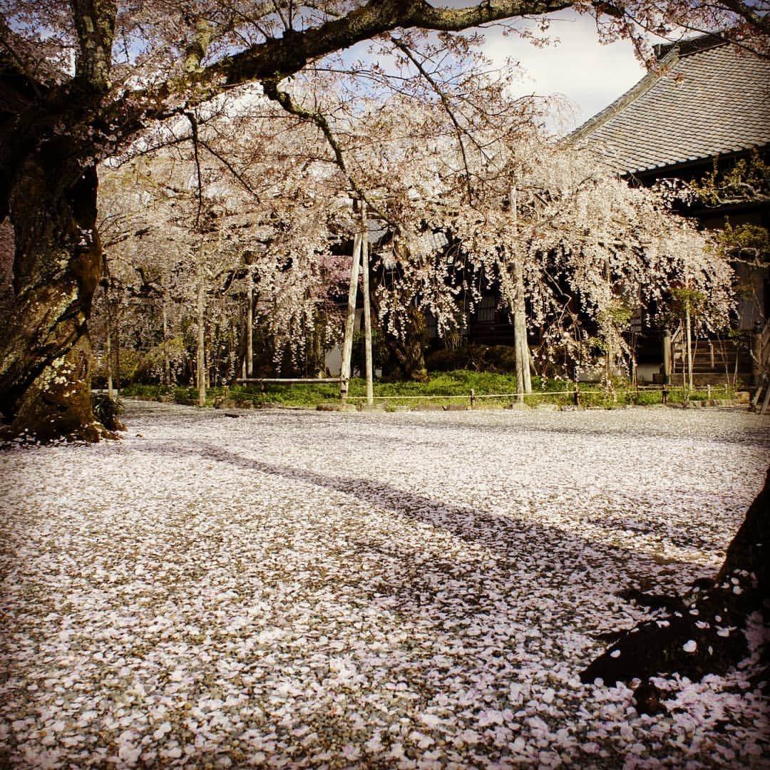 City of Kyoto Official Accountのインスタグラム：「2019年4月15日撮影。  #山科 の #毘沙門堂 の敷き桜が綺麗です！  春の京都ジェニックキャンペーン開催中！ https://camp-in.jp/kyotogenic-spring2019  #visitkyoto #visit_kyoto #kyotogenic #art_of_japan #japan_of_insta #loves_united_kyoto #kyototravel #japantrip #kyototrip #ig_kyoto #kyoto_style #springinkyoto #kyotohiddengems  Kyoto Official Travel Guide http://kyoto.travel/en  #京都 #京都ジェニック  #未来に残したい京都  #京都好きな人と繋がりたい #とっておきの京都 #京都桜 #そうだ京都行こう #散り始め  オフィシャルサイト「京都観光NAVI」 http://ja.kyoto.travel」