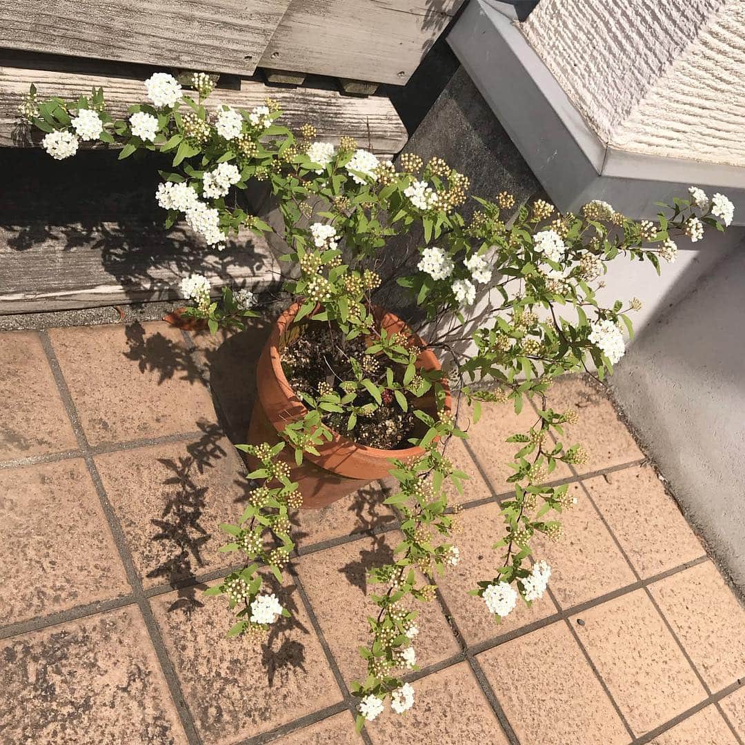 日暮愛葉さんのインスタグラム写真 - (日暮愛葉Instagram)「小手毬こんなに咲いてる！！ 嬉しい  さっき家の前にビールの空き缶が捨ててあっておちこんだけど これ見たら元気出た！ #日暮家花壇 #小手毬」4月20日 13時06分 - aiha_higurashi