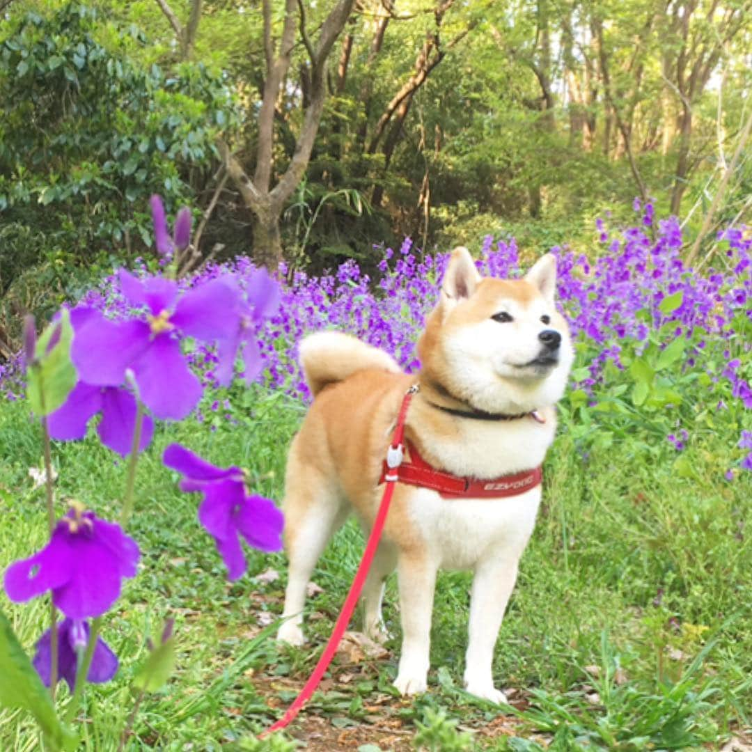 てんパパさんのインスタグラム写真 - (てんパパInstagram)「桜が散ったら、いろんな色の花があちこちで一斉に咲き出した。 #花とてん #春ですね #おさんぽ」4月20日 13時14分 - tenchan.shiba